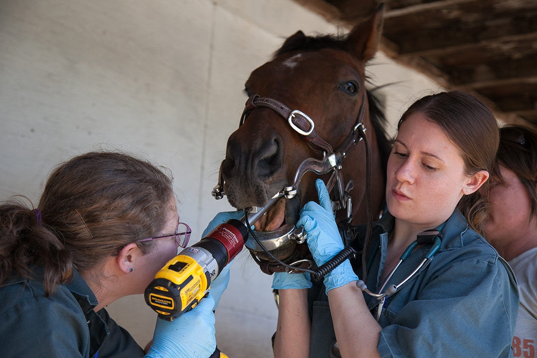 mouth injuries in horses